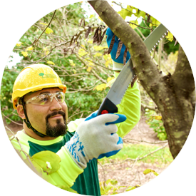 Tree Surgeons in Essex and the Benefits of Using Them